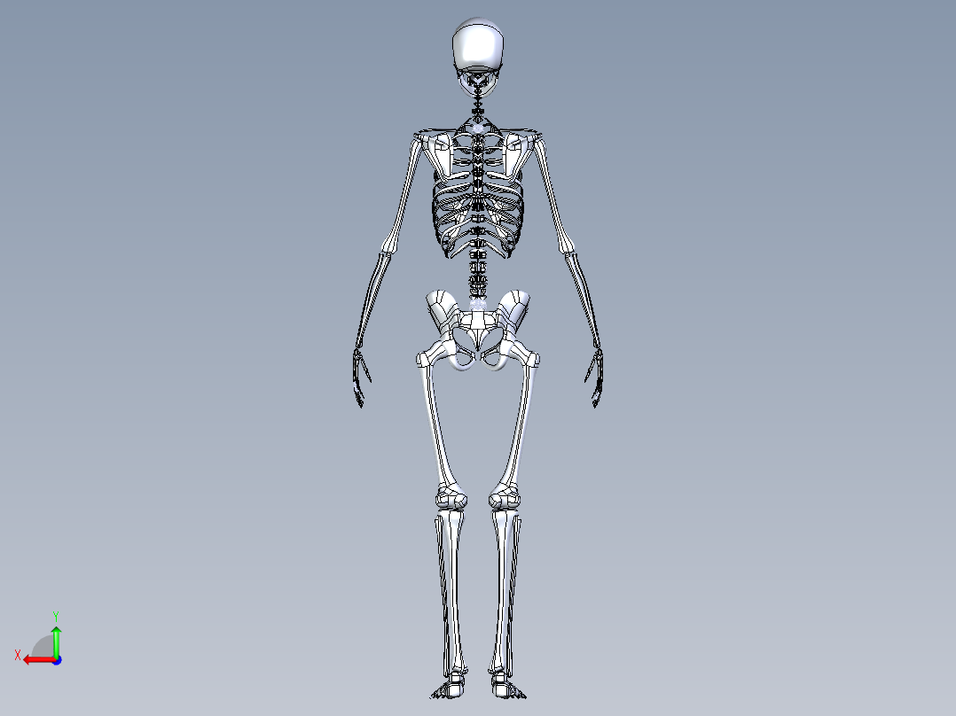 人类骨骼模型后视图