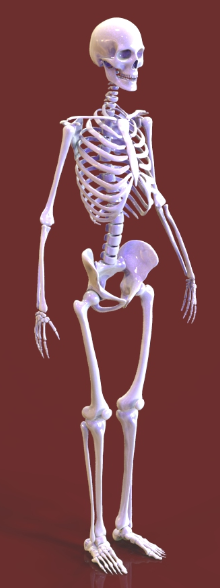 人类骨骼模型