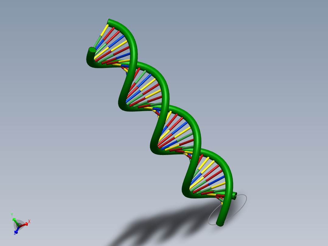 DNA基因染色体7主视图